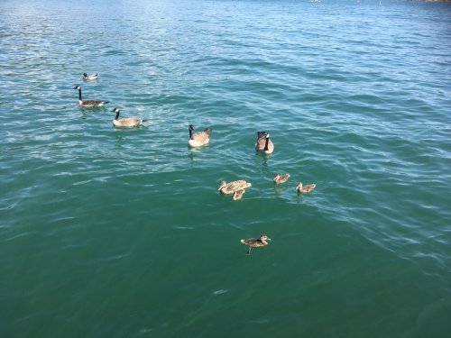 ducks